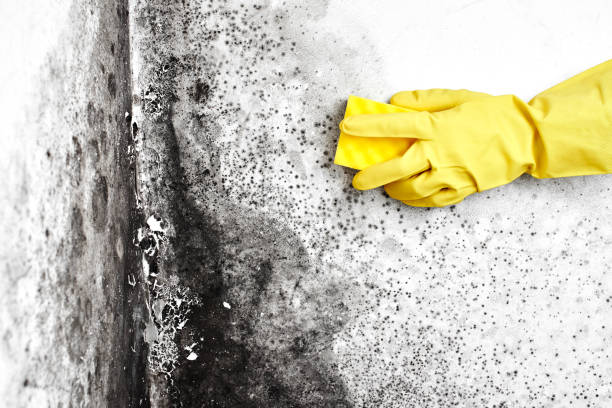 Best Real Estate Mold Inspection  in Norwalk, IA